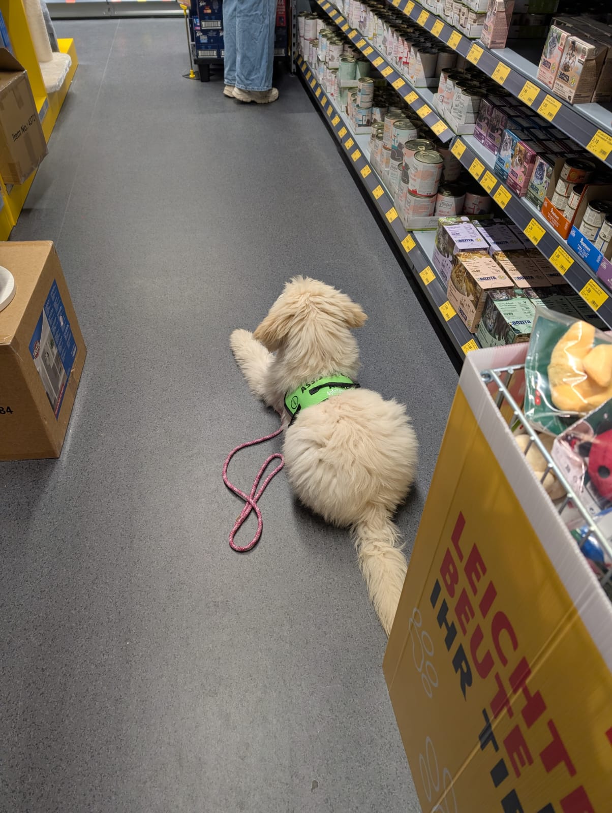 Assistenzhund