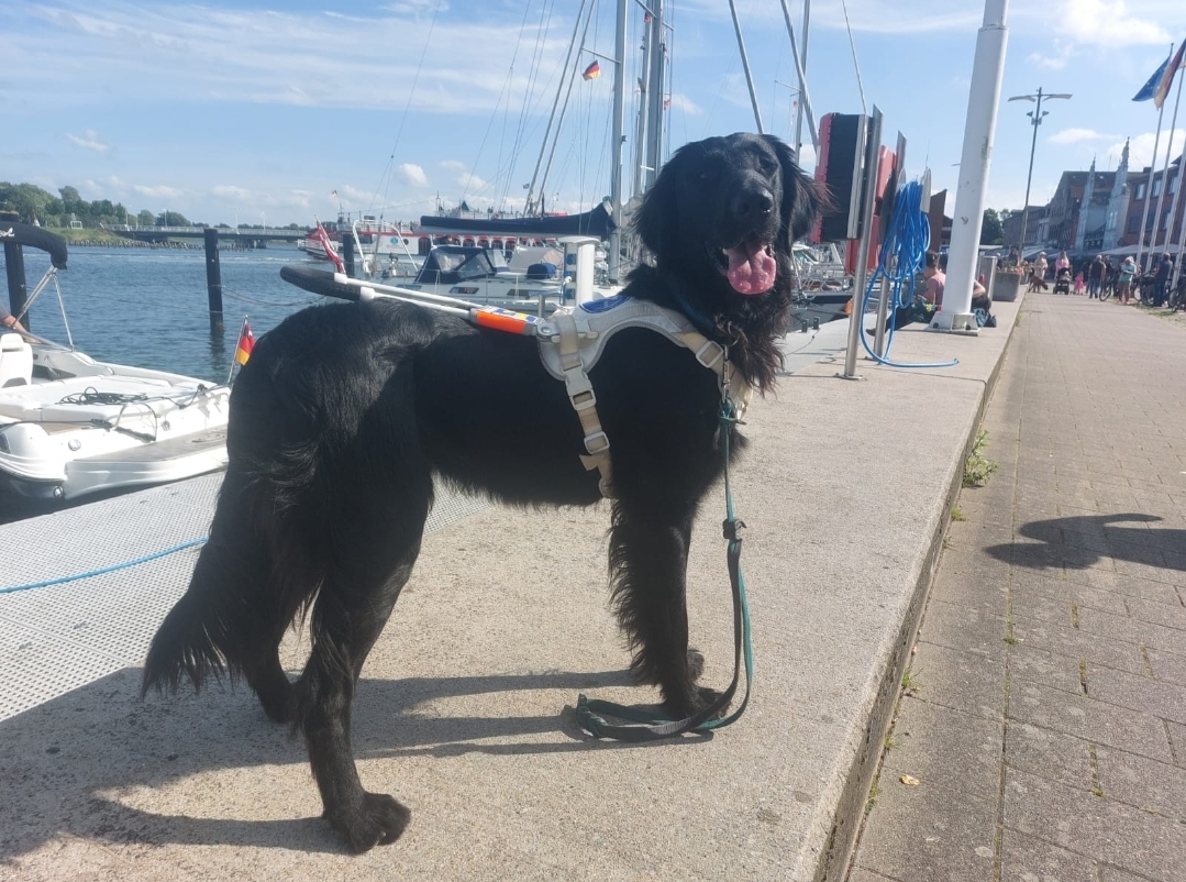 Assistenzhund