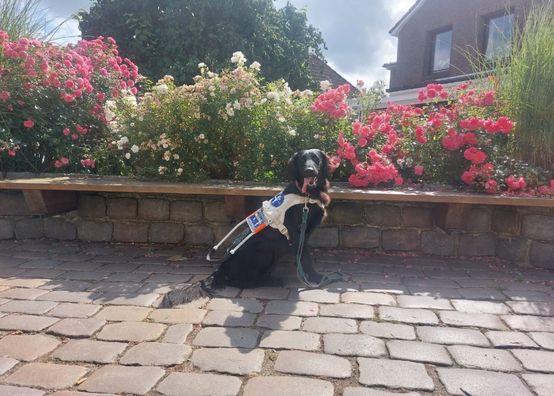 Assistenzhund