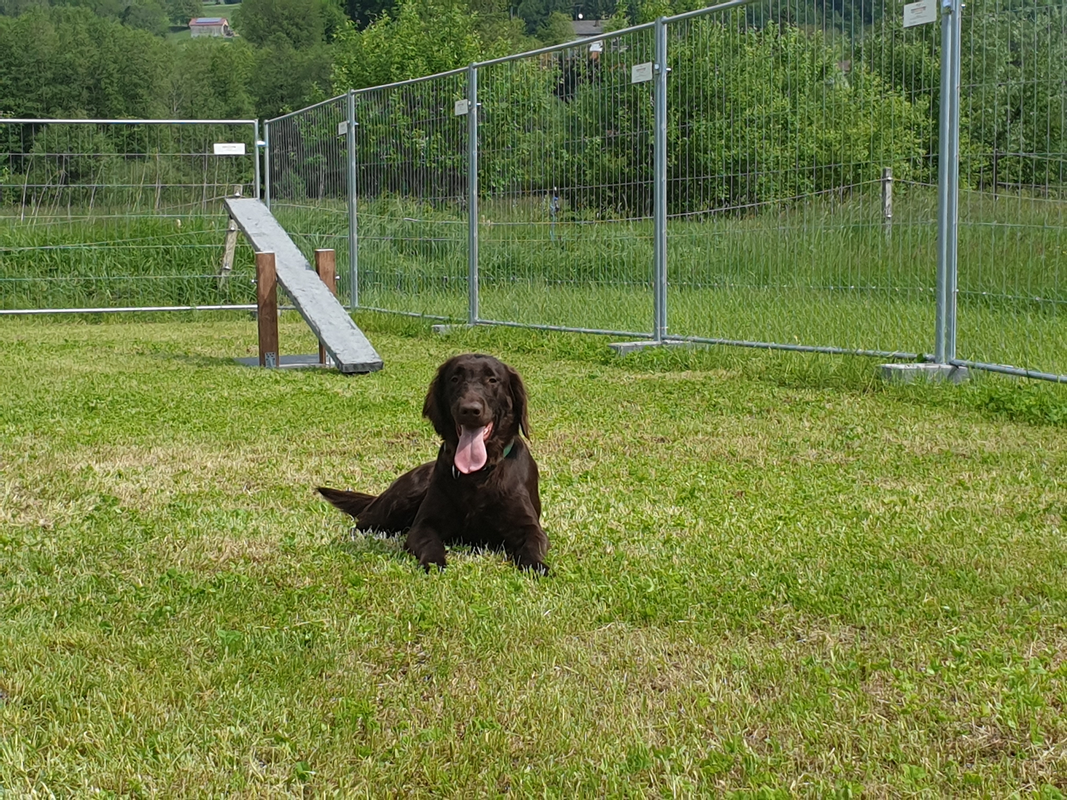 Hundeschule Training