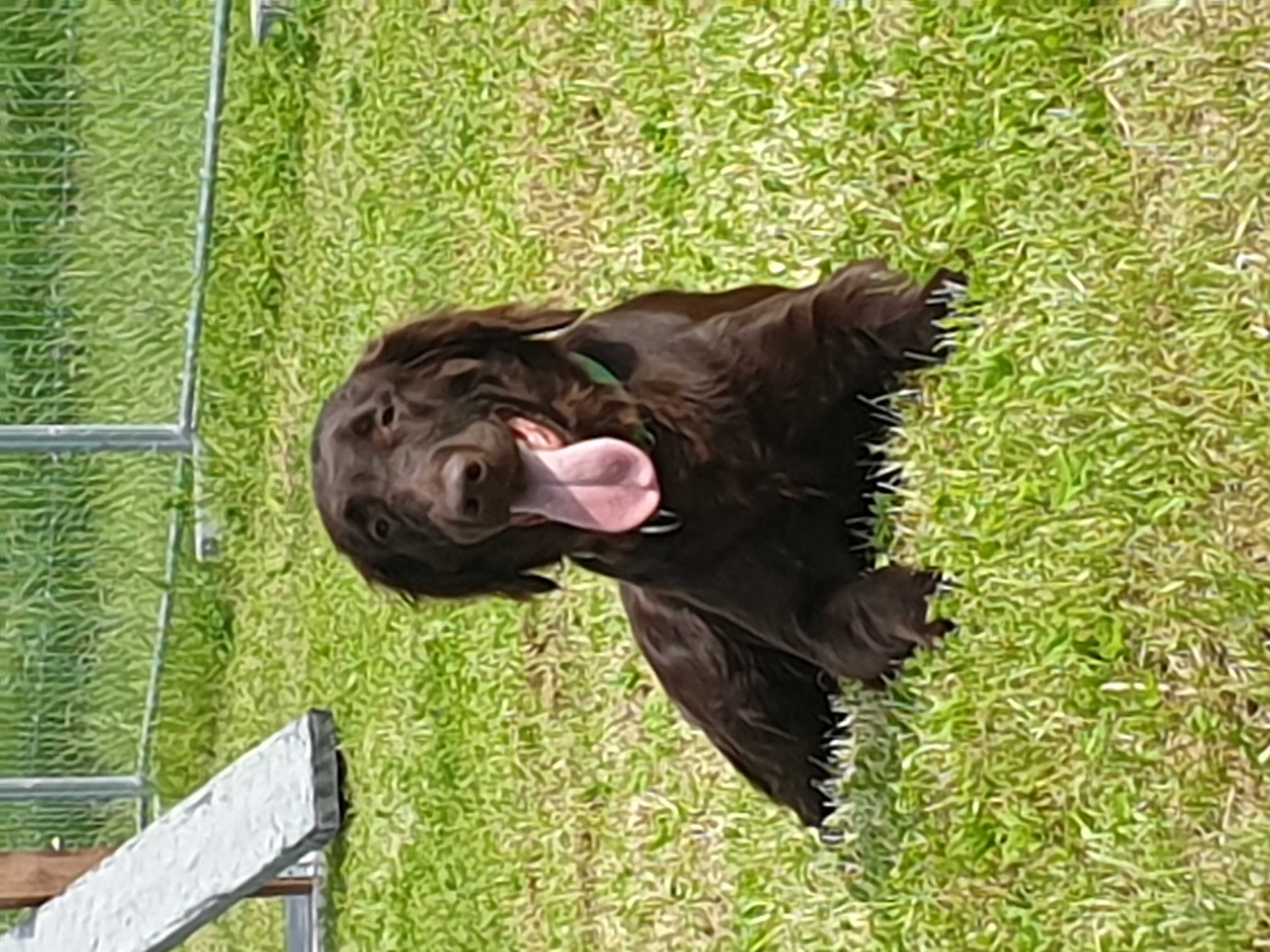 Hundeschule Training