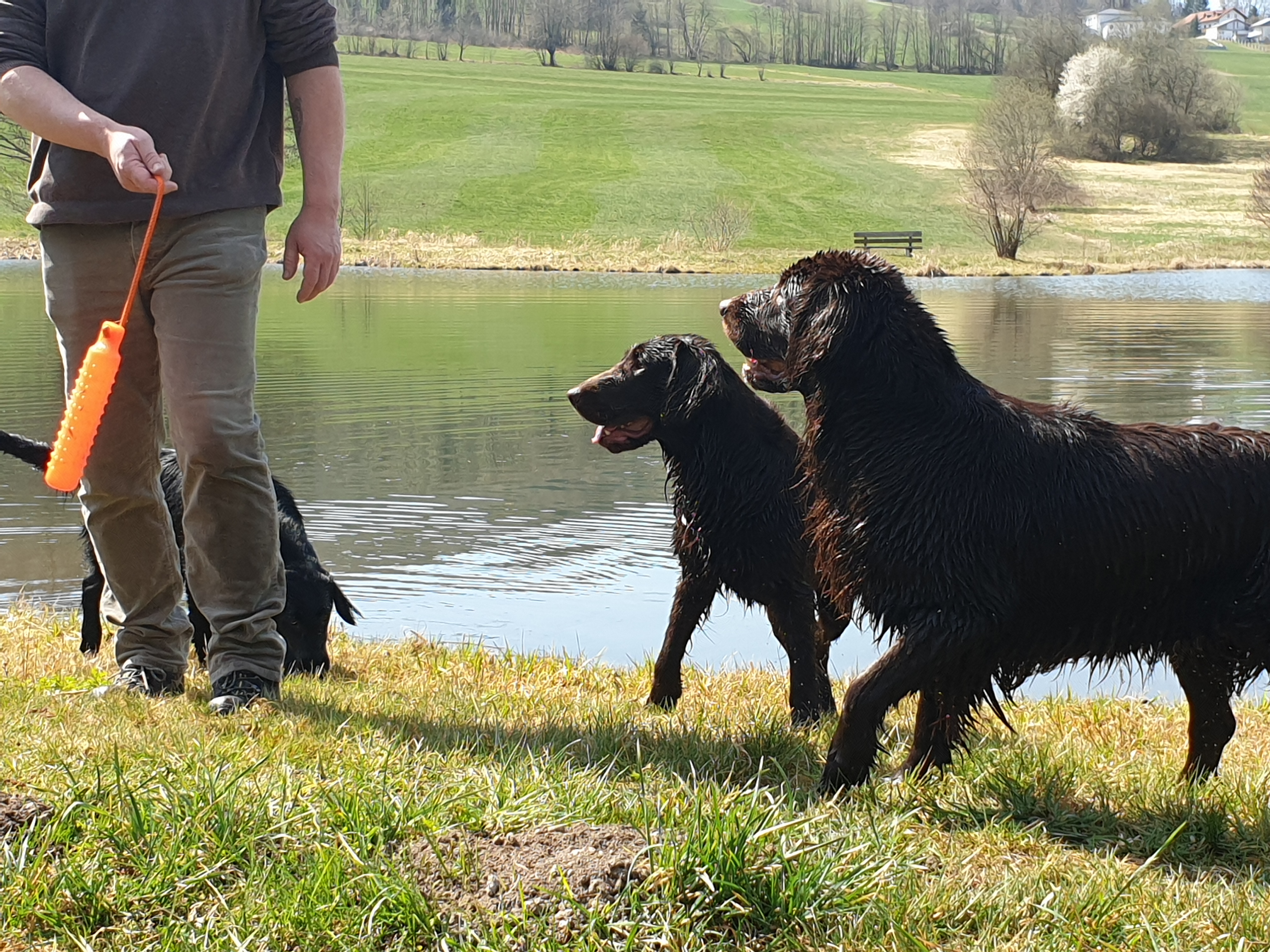 Hundeschule Training