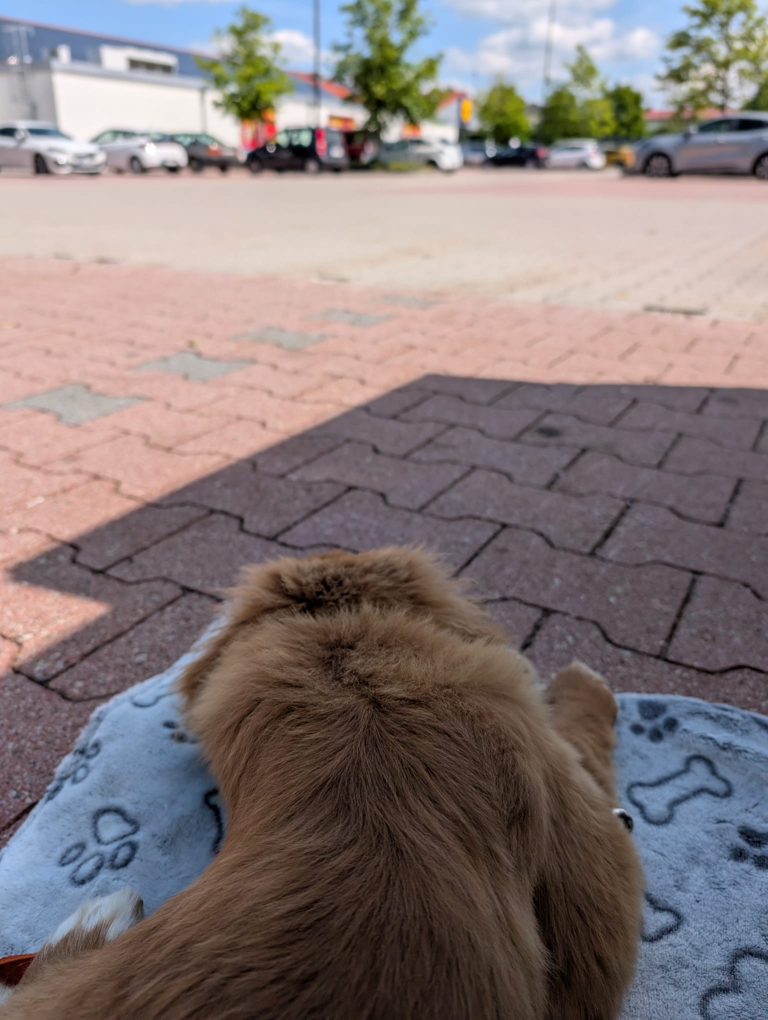 Hundeschule Tanja's Pfotenranch