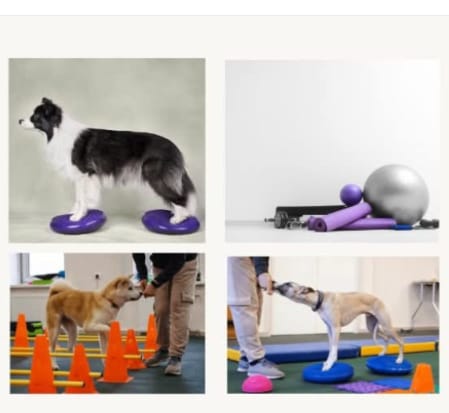 Hundephysiotherapie
