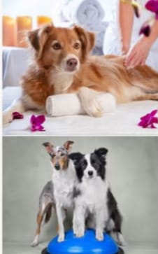 Hundephysiotherapie